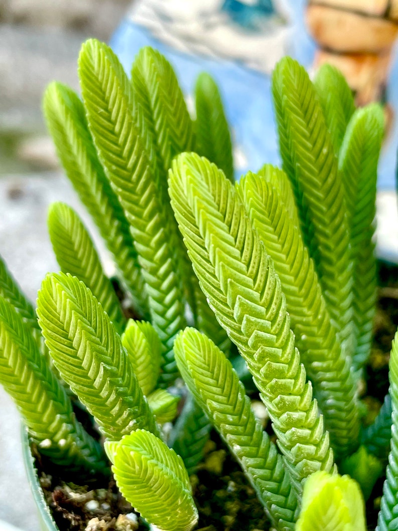 Crassula Watch Chain - Crassula Imperialis Succulent with Care Guide |  Cacti and succulents, Succulents, Types of succulents