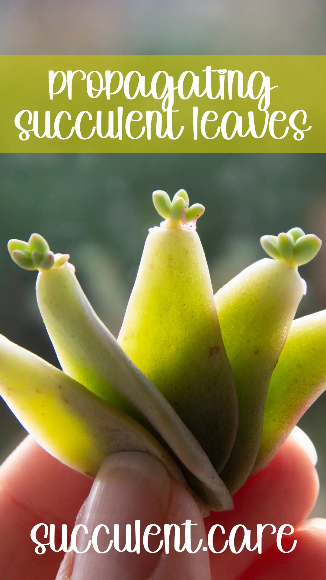 Propagating Succulent Leaves Succulentdotcare